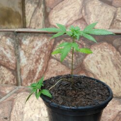 Primeiro Cultivo (Rabanopolea) - semana 7 - 