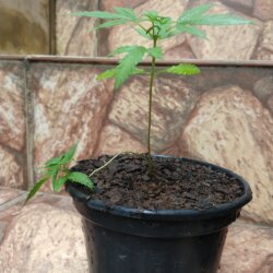 Primeiro Cultivo (Rabanopolea) - sem 7 - 