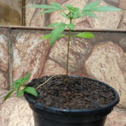 Primeiro Cultivo (Rabanopolea) - semana 7 - 