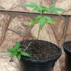 Primeiro Cultivo (Rabanopolea) - semana 7 - 