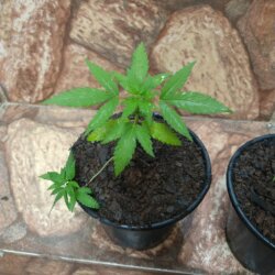 Primeiro Cultivo (Rabanopolea) - semana 7 - 