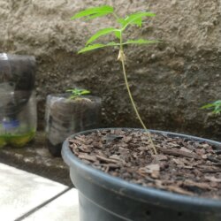 Primeiro Cultivo (Rabanopolea) - semana 8 - 21/set/2025