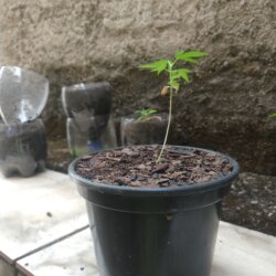 Primeiro Cultivo (Rabanopolea) - semana 8 - 21/set/2025