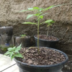 Primeiro Cultivo (Rabanopolea) - semana 8 - 21/set/2025