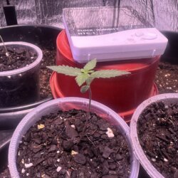 Skunk333 - semana 2 - Dia 10