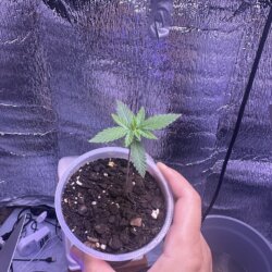 Skunk333 - semana 2 - Dia 14