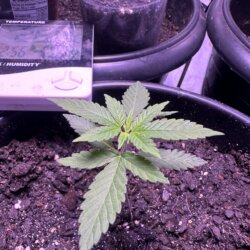 Skunk333 - semana 3 - Dia 17