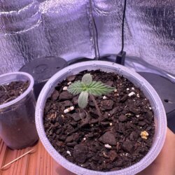 Skunk333 - semana 1 - Dia 3