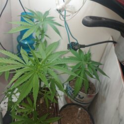 Sementinha do mau - sem 7 - 