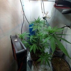 Sementinha do mau - semana 7 - 