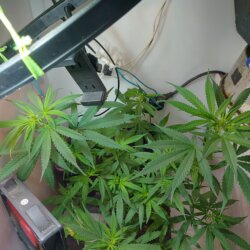 Sementinha do mau - semana 8 - 