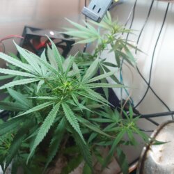 Sementinha do mau - semana 9 - 