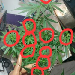 Sementinha do mau - sem 9 - 