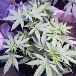 Skunk333 - semana 6 - Dia 38
