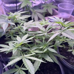 Skunk333 - semana 6 - Dia 38