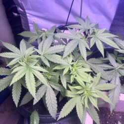Skunk333 - sem 6 - Dia 36