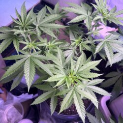 Skunk333 - semana 6 - Dia 42