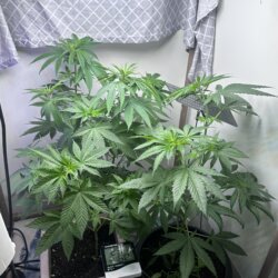 Skunk333 - sem 7 - Dia 51