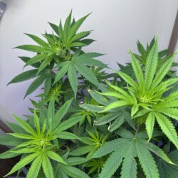 Skunk333 - sem 8 - Dia 54