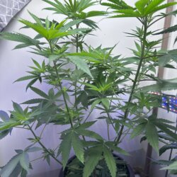 Skunk333 - semana 8 - Dia 54