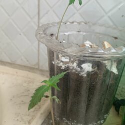 Primeira vez que planto quero saber se está tudo direito - pergunta - 
