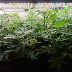 Genética Monstra - semana 10 - Grow lotado