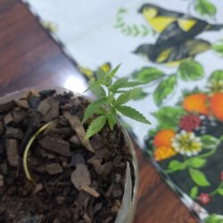Primeiro Cultivo (Rabanopolea) - semana 10 - 