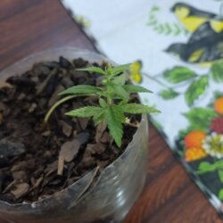 Primeiro Cultivo (Rabanopolea) - semana 10 - 