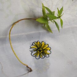 Primeiro Cultivo (Rabanopolea) - semana 10 - 