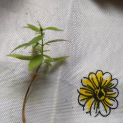 Primeiro Cultivo (Rabanopolea) - semana 10 - 