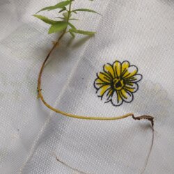 Primeiro Cultivo (Rabanopolea) - semana 10 - 