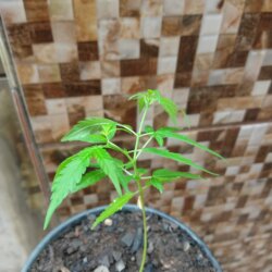 Primeiro Cultivo (Rabanopolea) - semana 10 - 
