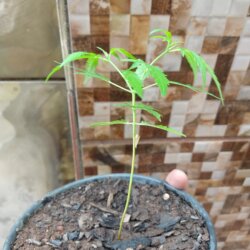 Primeiro Cultivo (Rabanopolea) - semana 10 - 