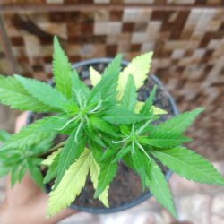 Primeiro Cultivo (Rabanopolea) - semana 10 - 