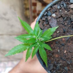 Primeiro Cultivo (Rabanopolea) - sem 10 - 