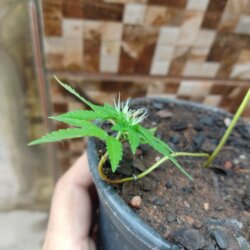 Primeiro Cultivo (Rabanopolea) - semana 10 - 