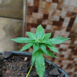 Primeiro Cultivo (Rabanopolea) - semana 10 - 
