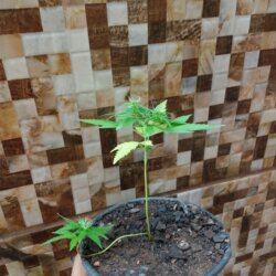 Primeiro Cultivo (Rabanopolea) - semana 10 - 