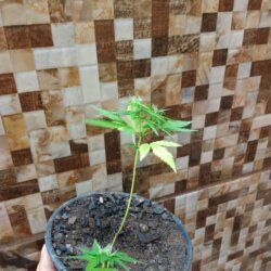 Primeiro Cultivo (Rabanopolea) - semana 10 - 
