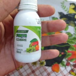 Primeiro Cultivo (Rabanopolea) - semana 10 - 