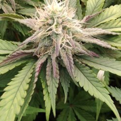 Genética Monstra - sem 12 - Cherry huntz