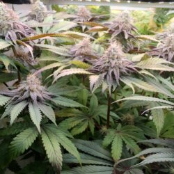 Genética Monstra - semana 13 - Cherry huntz