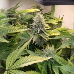 Genética Monstra - semana 13 - Cbd purple cookies
