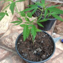 Primeiro Cultivo (Rabanopolea) - sem 12 - 