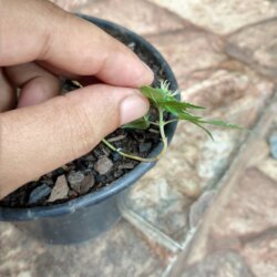 Primeiro Cultivo (Rabanopolea) - semana 12 - 