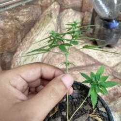 Primeiro Cultivo (Rabanopolea) - semana 12 - 