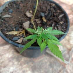 Primeiro Cultivo (Rabanopolea) - semana 12 - 