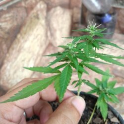 Primeiro Cultivo (Rabanopolea) - semana 12 - 