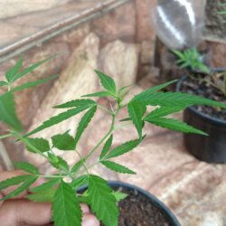 Primeiro Cultivo (Rabanopolea) - semana 12 - 
