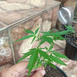 Primeiro Cultivo (Rabanopolea) - semana 12 - 